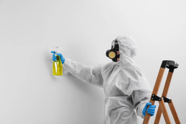 Best Basement Mold Removal  in Snyder, OK